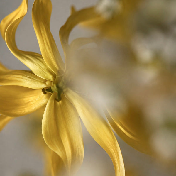 Ylang Ylang
