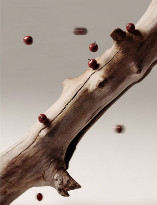 Aromas Terra